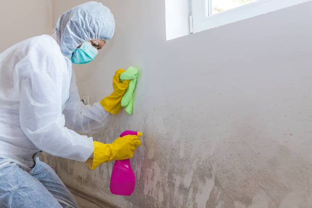 St Martinville, LA Mold Removal Services Company